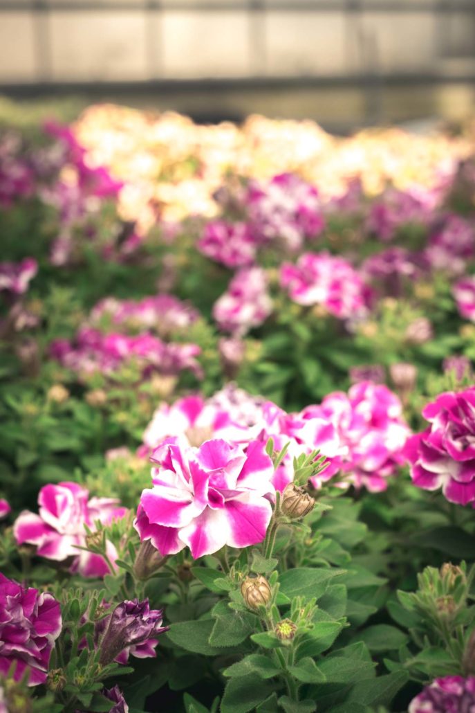 Blumen Ziwes (30 von 52)
