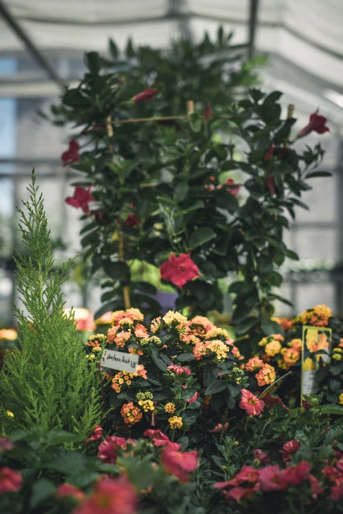 Blumen Ziwes (9 von 52)